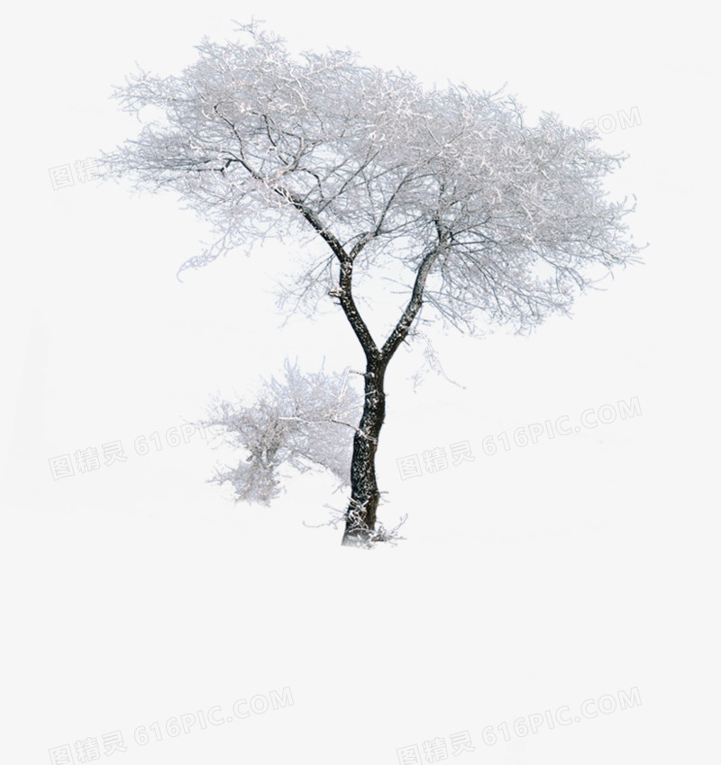 冬季雪景风光大树