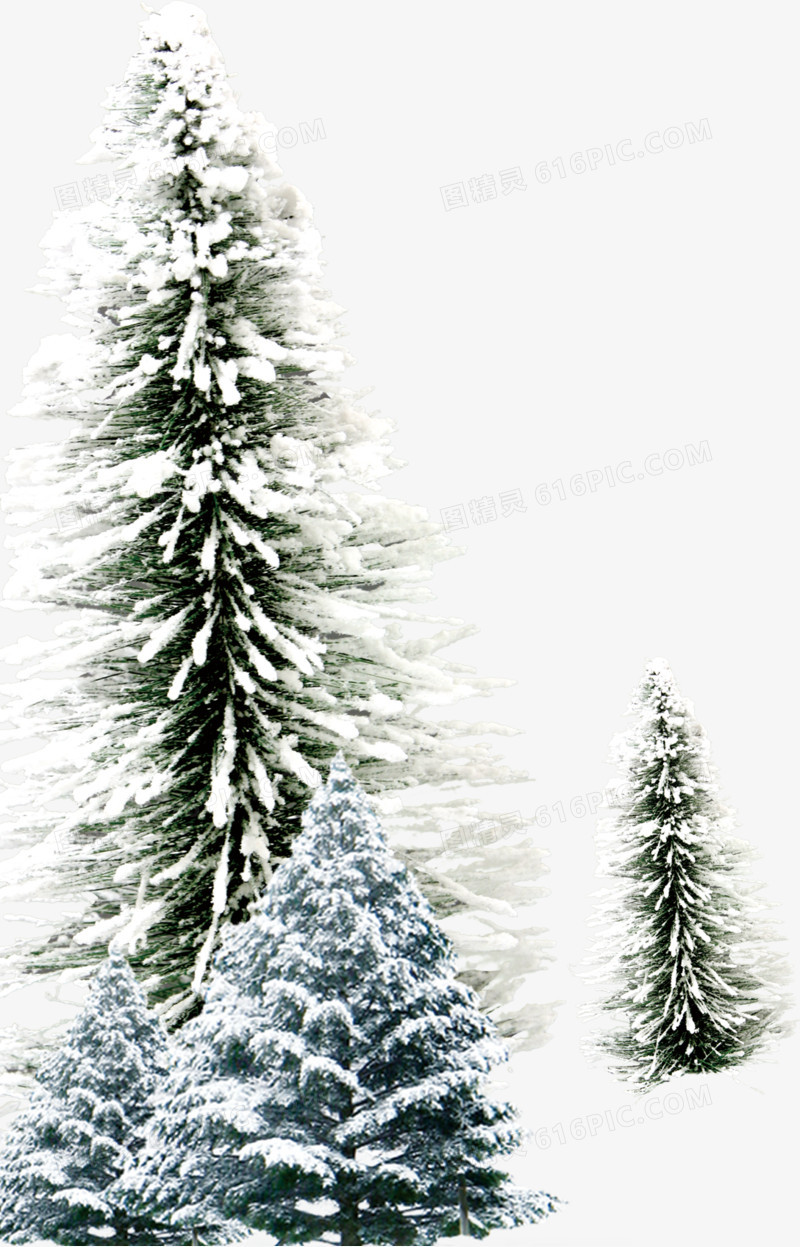挂着积雪的绿色松树