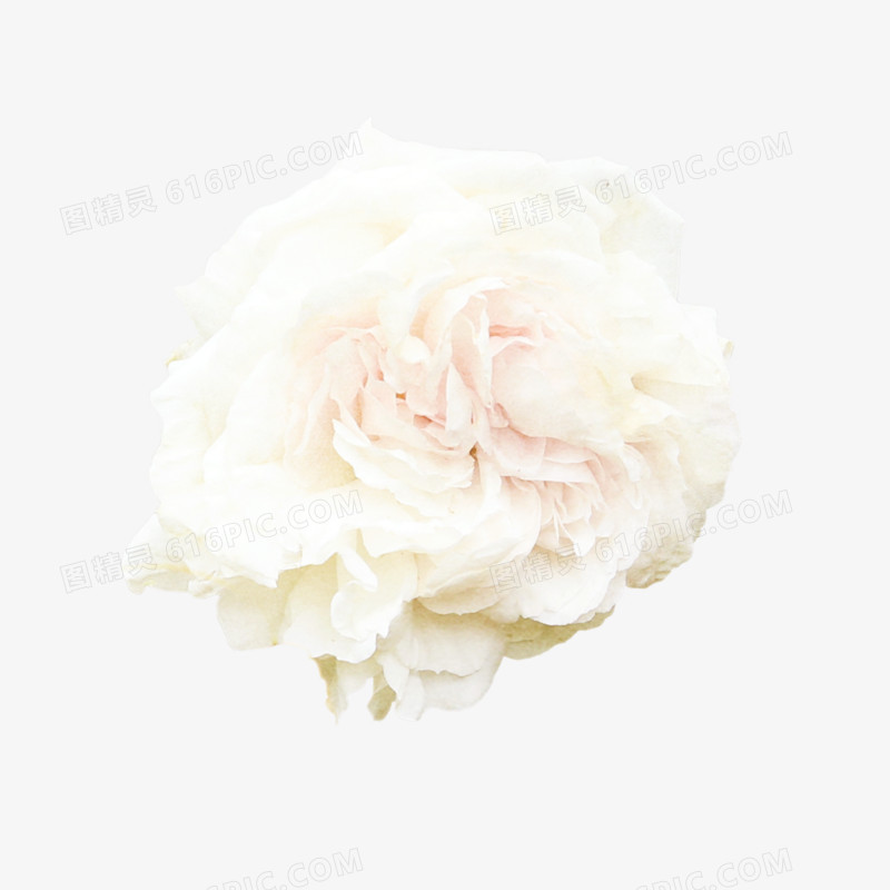 白玫瑰