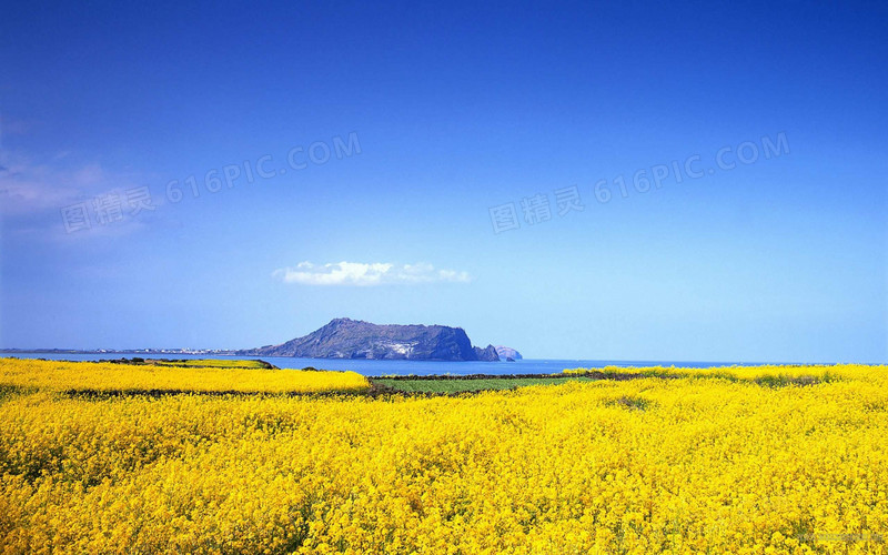 蓝天油菜地小岛