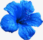 蓝色露珠花朵舞台灯光