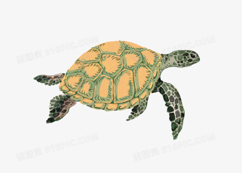手绘卡通乌龟海龟元素