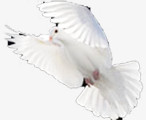 静态飞翔白鸽