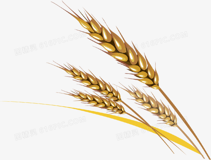 扁平手绘金黄色的麦穗小麦