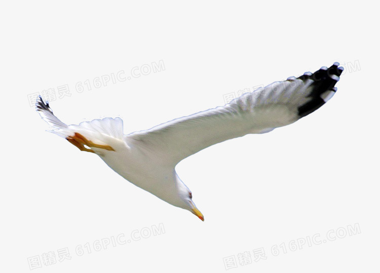 高清白色飞翔动物