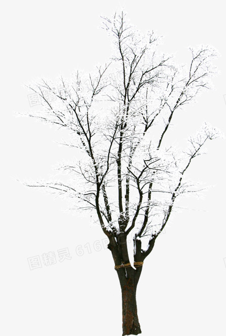 创意合成摄影室外冬天的树木