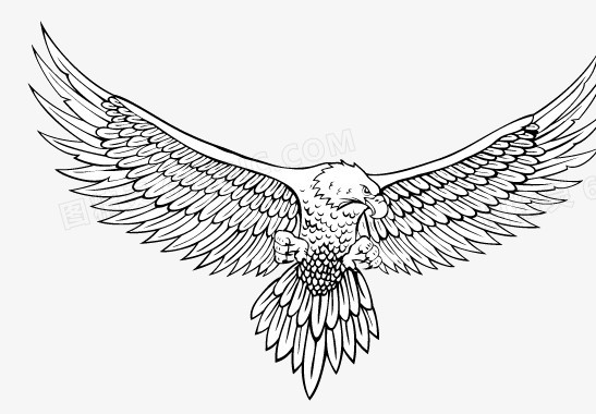 盘鹰翅膀的画法图片