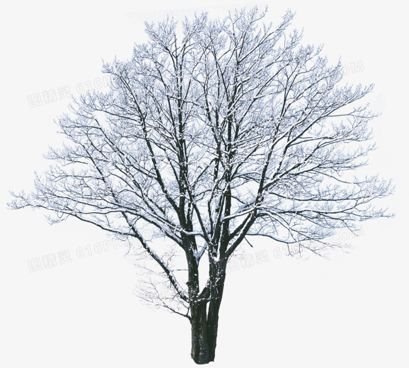 高清冬季雪花大树