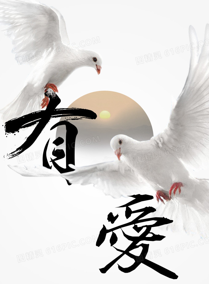 鸽子有爱