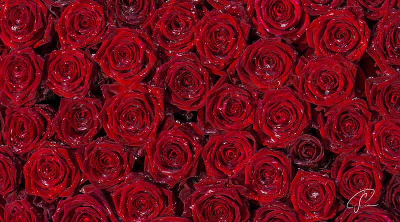 红色玫瑰花花朵爱情