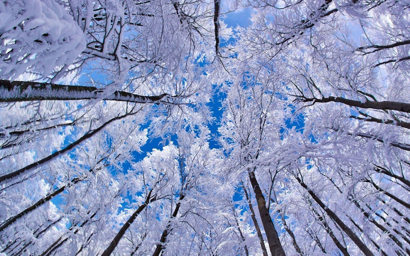 梦幻冬季树林风景