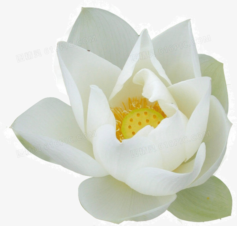 白色的莲花