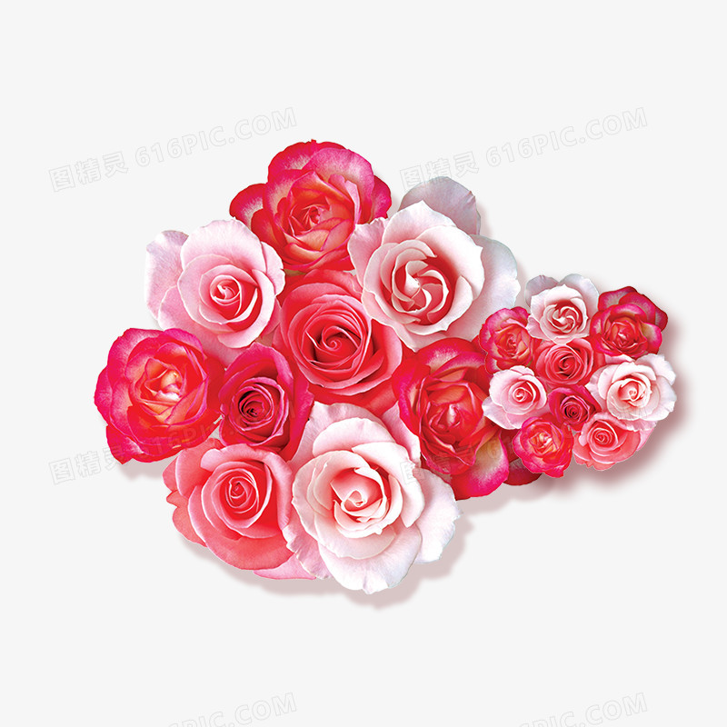 玫瑰花