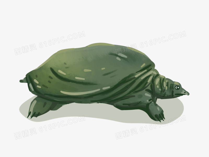 手绘卡通保护动物黑软壳龟素材