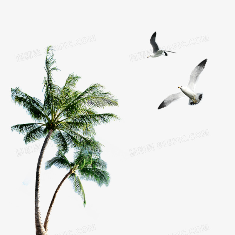 椰树海鸥