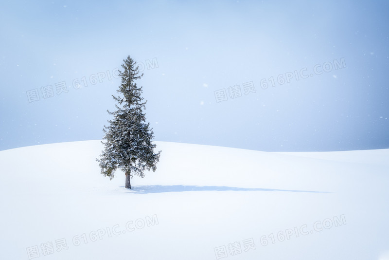 雪地里的松树海报背景