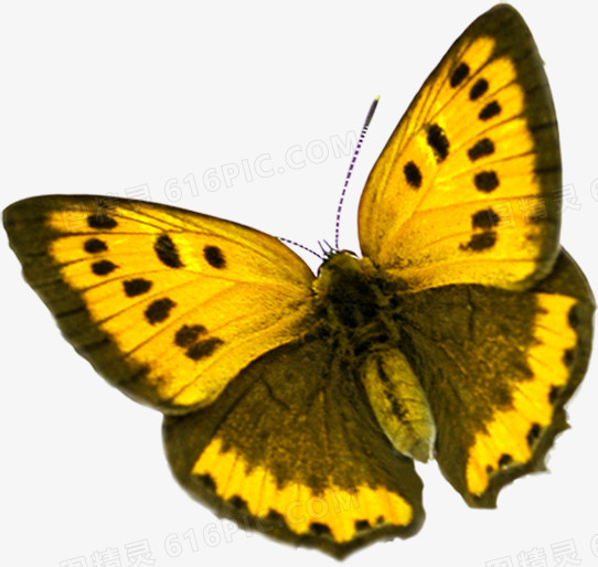 黄色水彩蝴蝶设计