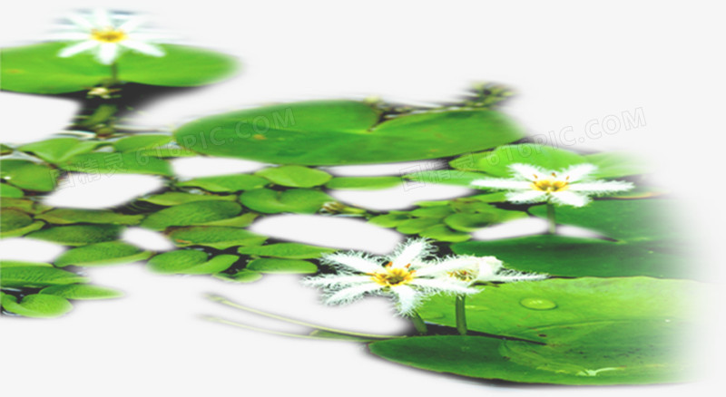 绿色清新池塘花朵
