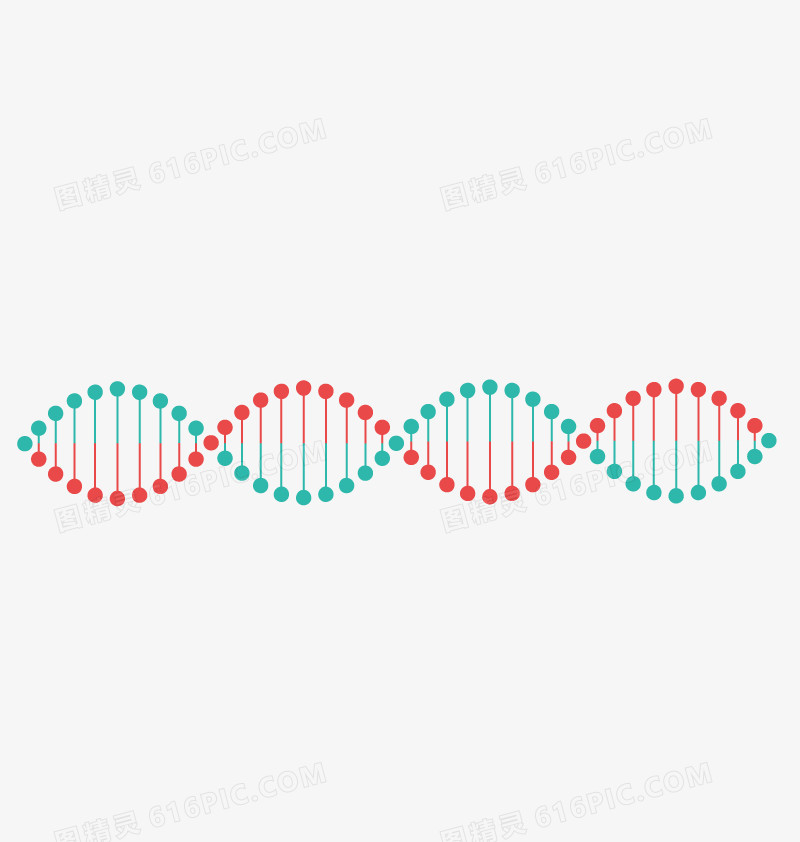 矢量DNA