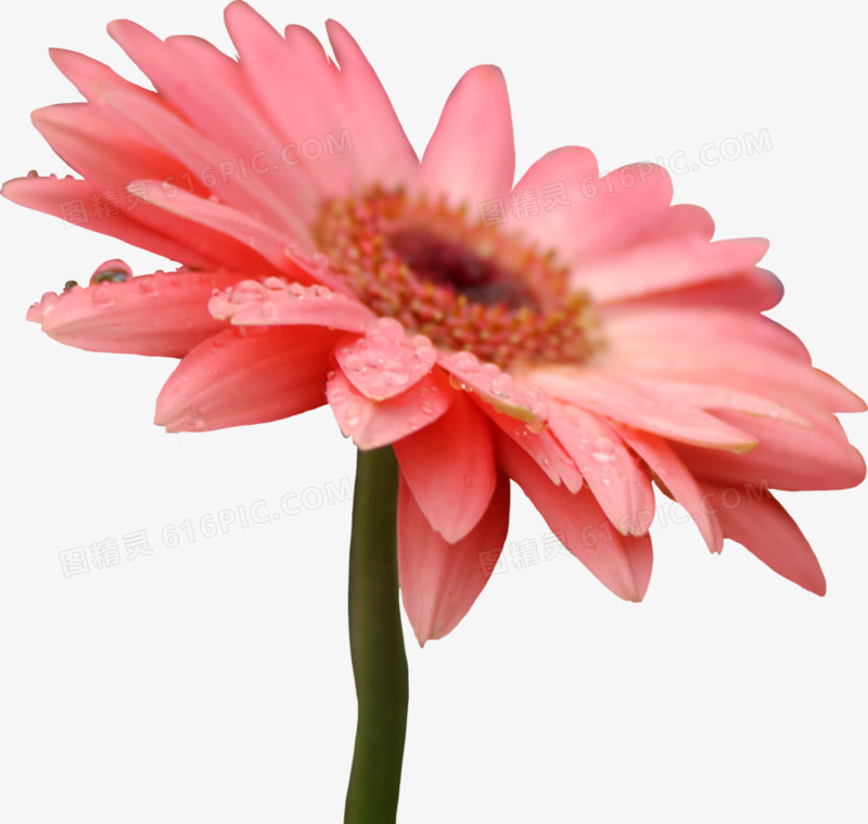 水珠粉色绽放小花