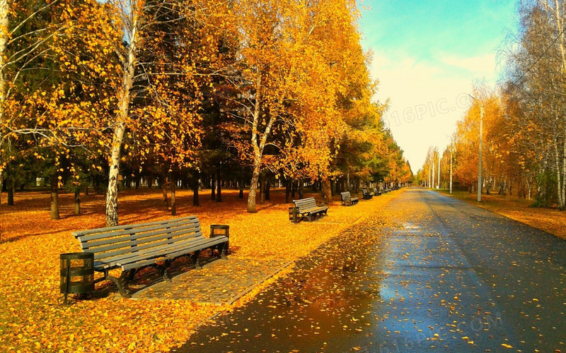 秋季黄色落叶小路