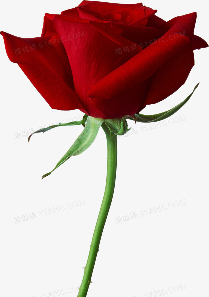 鲜花元素花束 红玫瑰