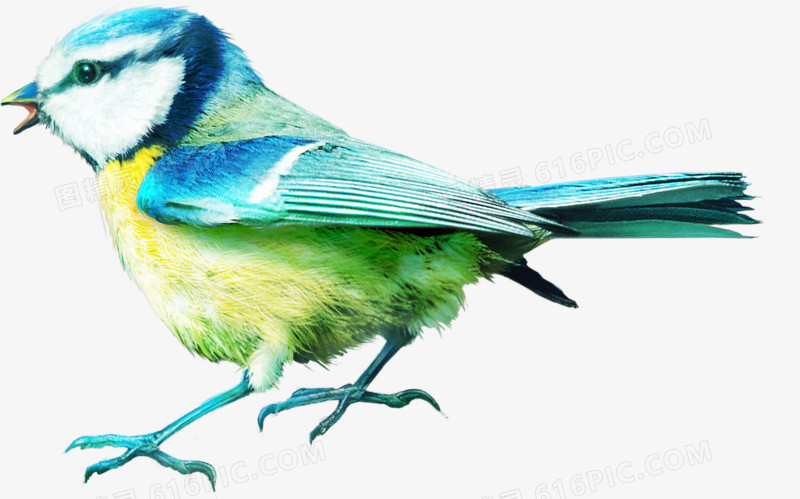 森林动物  彩色小鸟