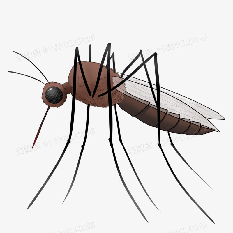 手绘昆虫蚊子元素