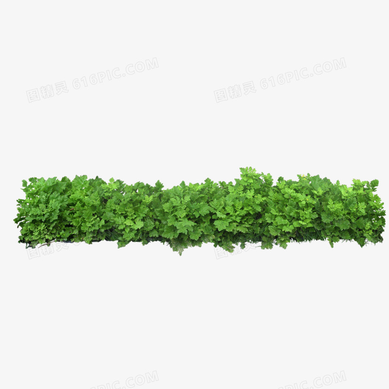绿色植物