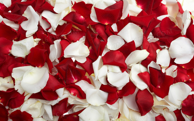 白色红色的花瓣浪漫