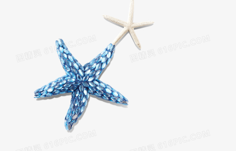 蓝色白色五角星海星，贝壳类，海洋