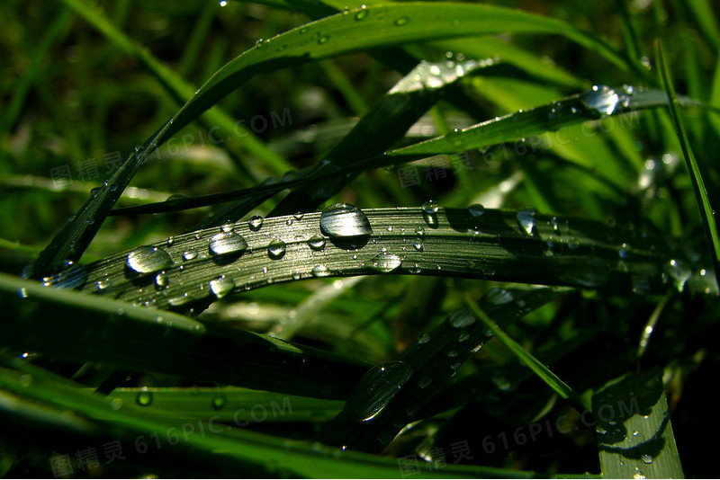 带水珠的植物叶子背景