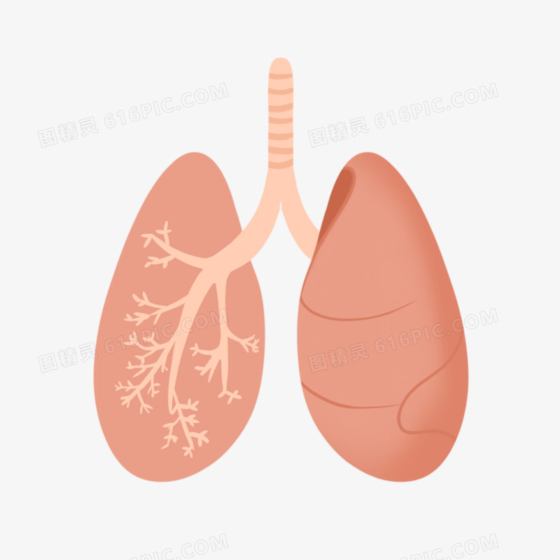 手绘人体器官肺插画素材
