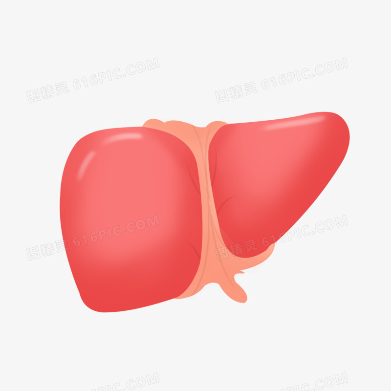 手绘肝脏人体器官素材