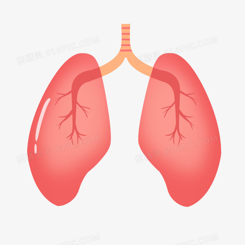 卡通手绘肺身体器官素材