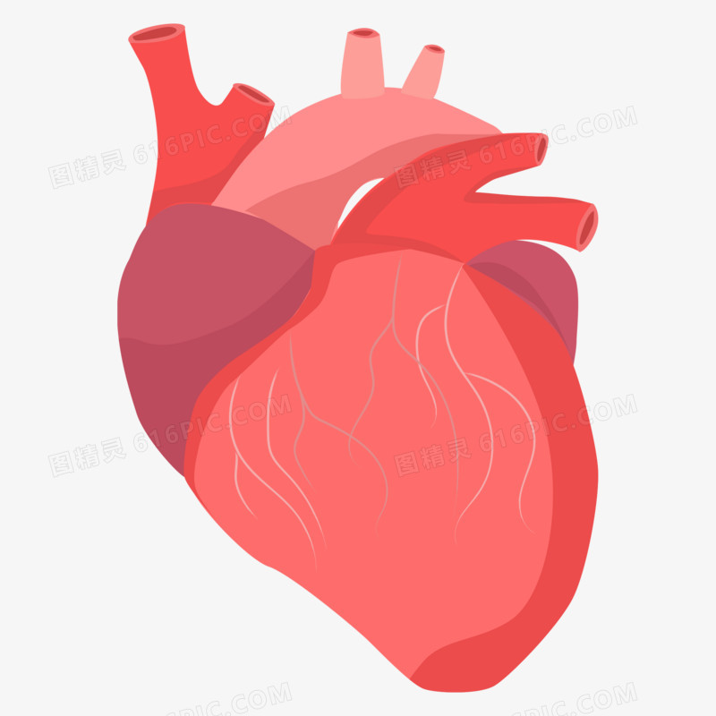 手绘心脏器官矢量元素
