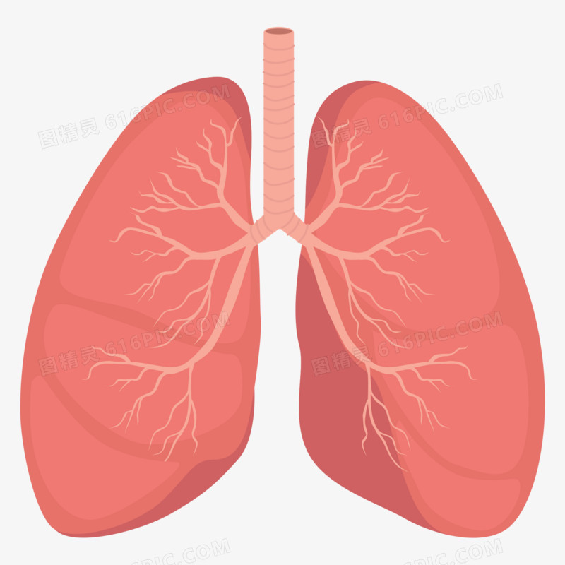 手绘人体器官肺部矢量元素