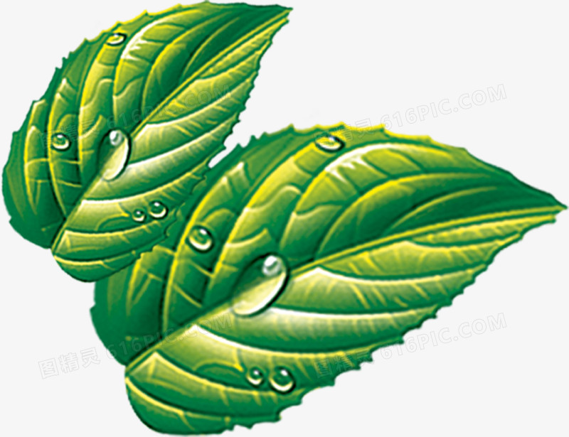 水珠绿叶装饰图