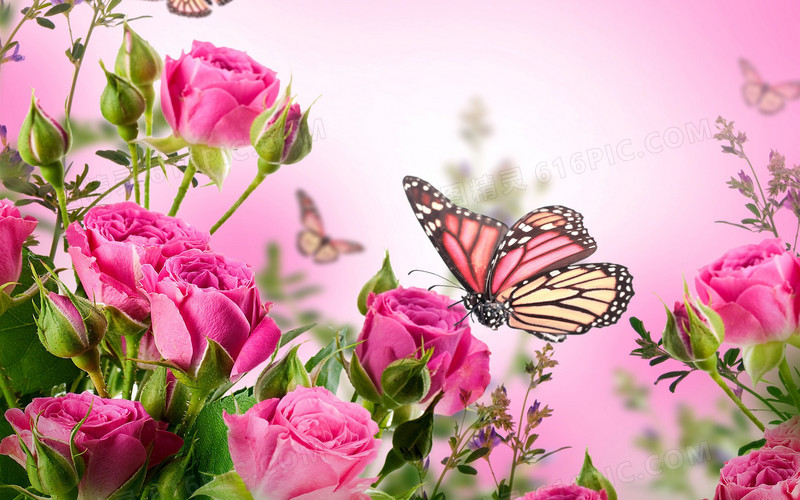 粉色浪漫花朵蝴蝶玫瑰
