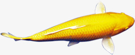 高清黄色自由金鱼