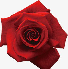 红色玫瑰花朵植物情人节