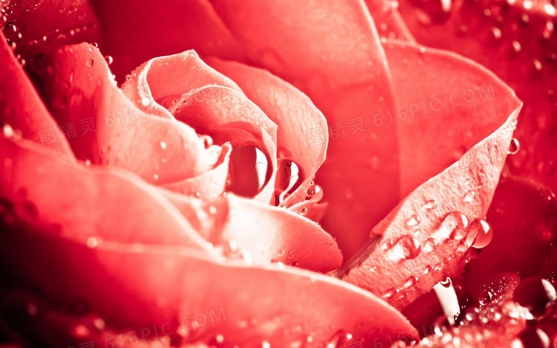 红色滴水的玫瑰素材海报背景