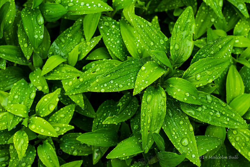 刚下过雨有雨滴的叶子