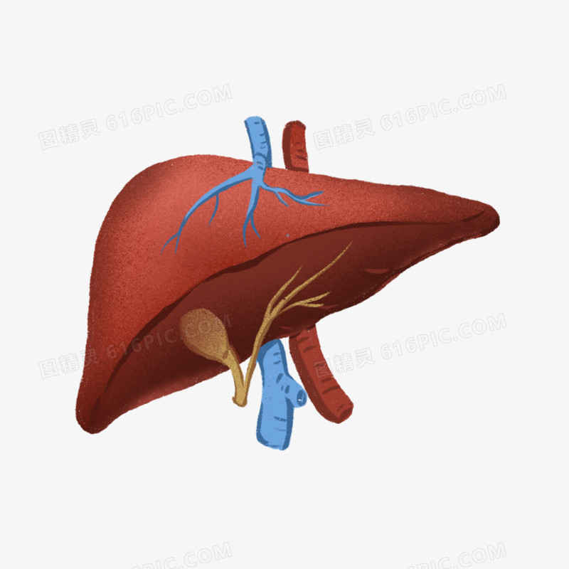 手绘人体器官肝脏免抠元素