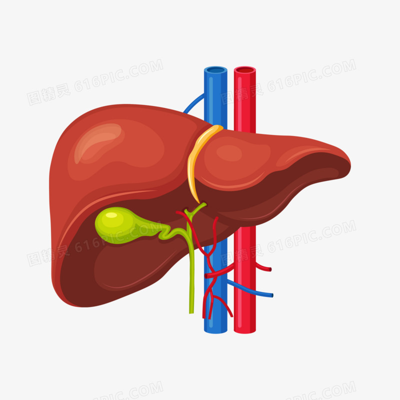 手绘人体器官肝脏矢量元素