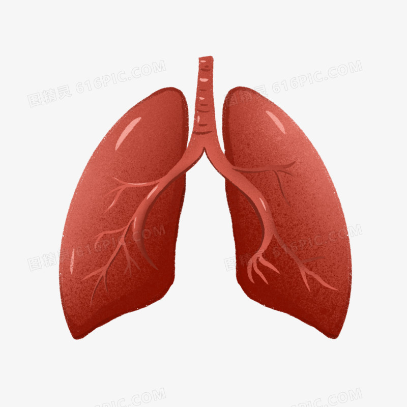 手绘人体器官肺免抠元素
