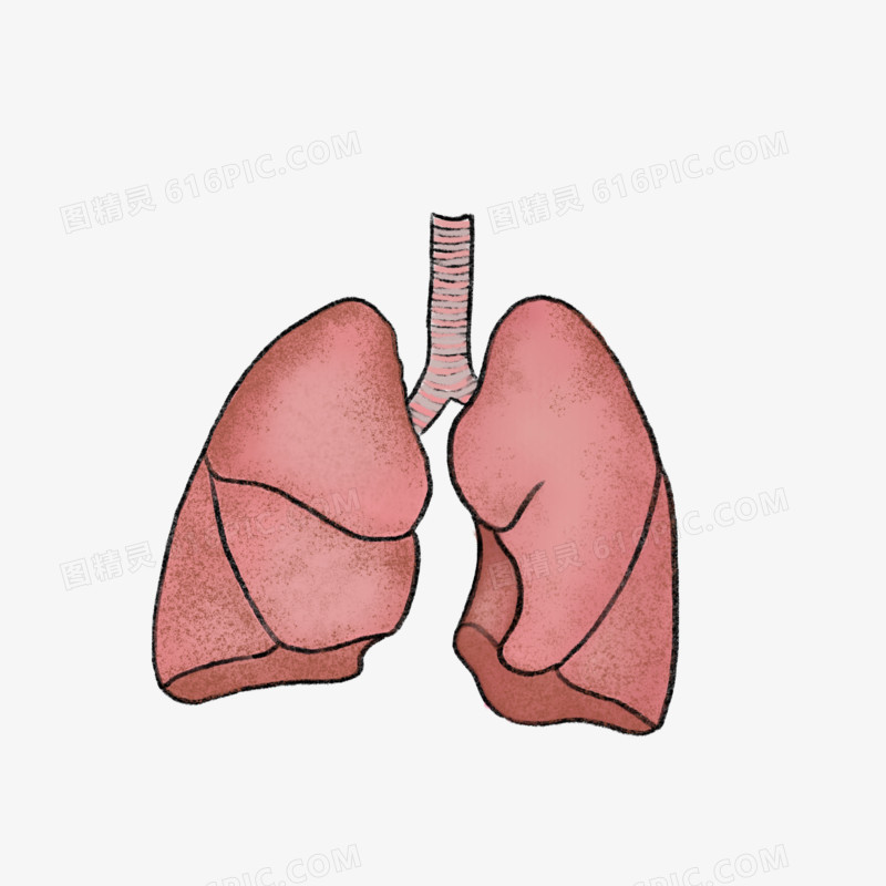 手绘内脏器官肺元素