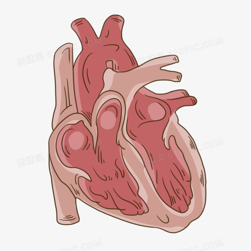 卡通手绘线条心脏器官元素