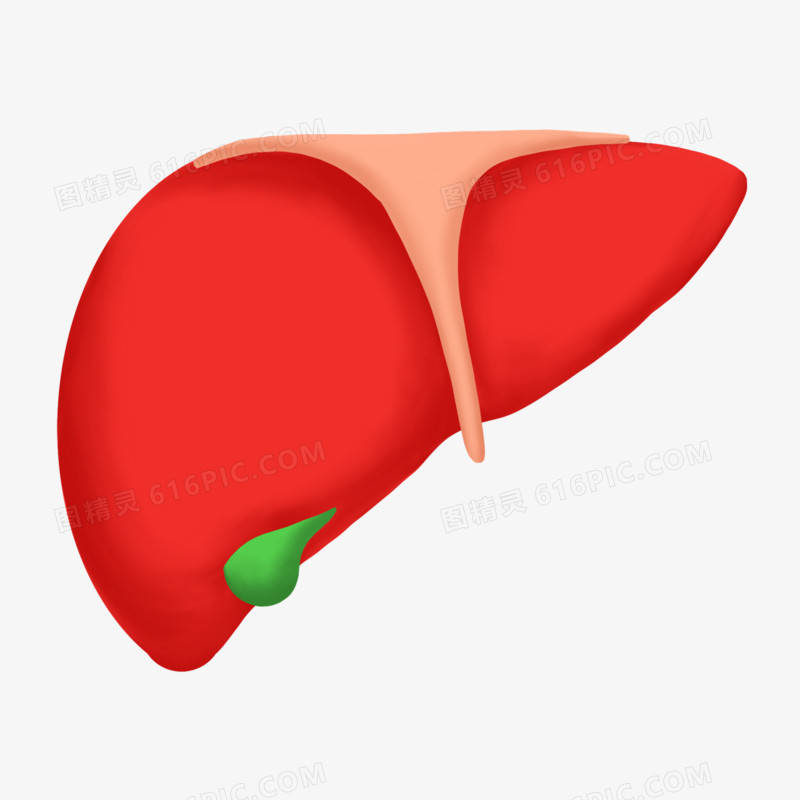 手绘人类身体肝脏器官元素