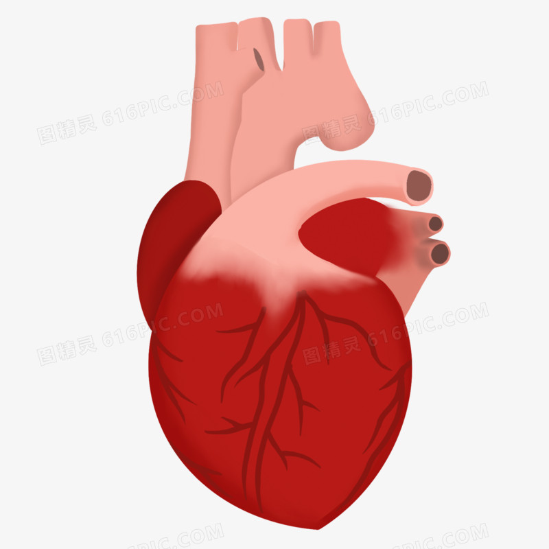 手绘人类的身体器官心脏元素